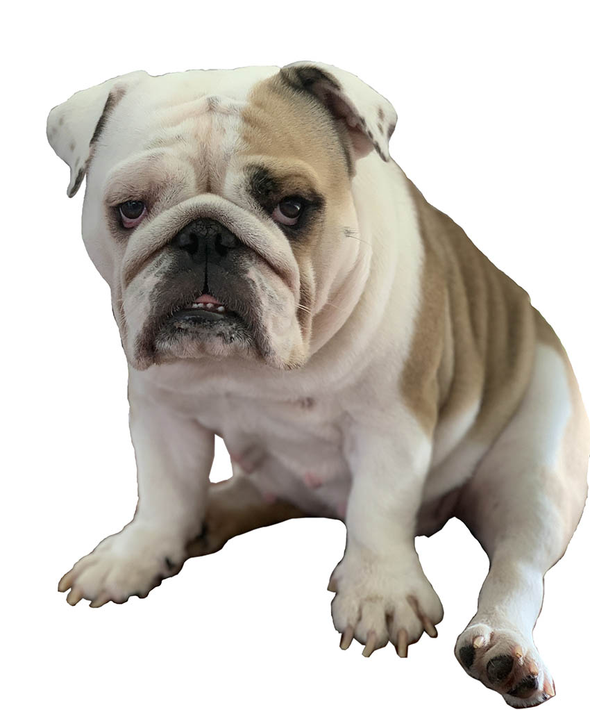 Cute bulldog